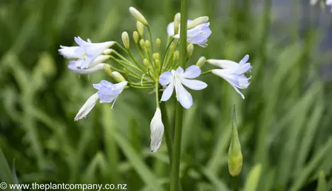 agapanthus-gayles-lilac-