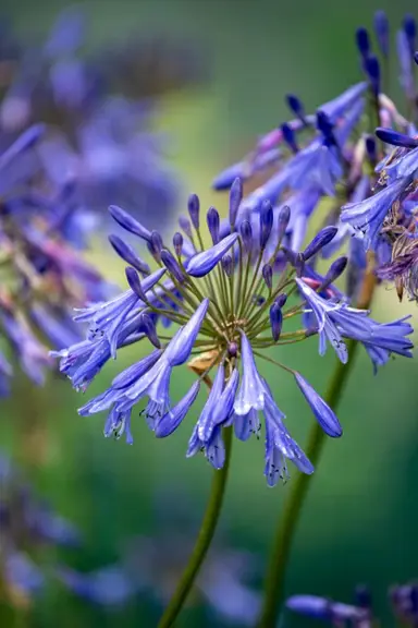 Agapanthus 'Gayles Sapphire' plants with blue flowers and green foliage.