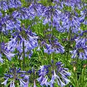 Agapanthus 'Gayles Sapphire' blue flowers and green foliage.
