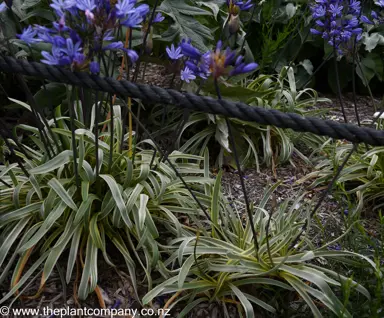 Agapanthus Gold Strike plants in a garden with blue flowers and yellow and green leaves.