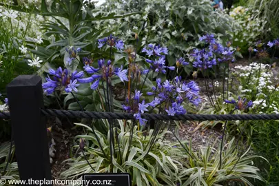 Agapanthus Gold Strike with blue flowers and variegated leaves.