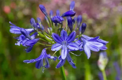 agapanthus-lapis-