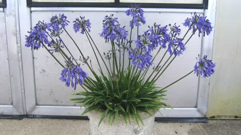 agapanthus-lapis-2