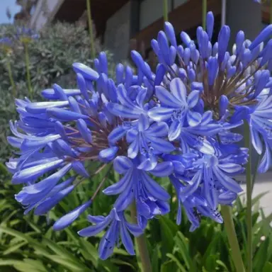 agapanthus-lapis-4