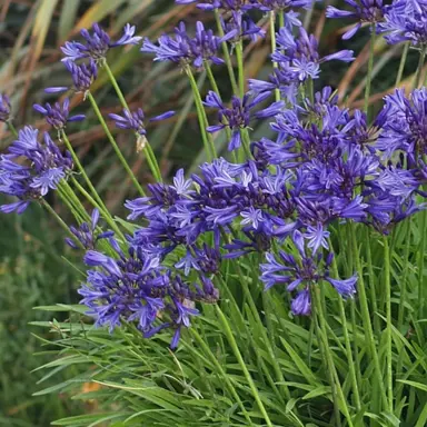 Agapanthus 'Midnight Star' with dark blue flowers.