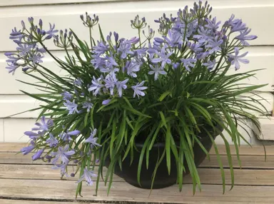 agapanthus-mini-me-1