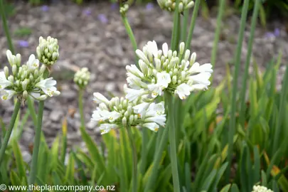 Agapanthus 'Pavlova' white flowers.