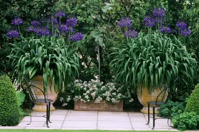 Agapanthus 'Purple Cloud' in pots.