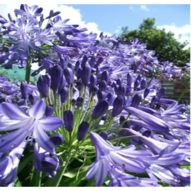 agapanthus-purple-magic-