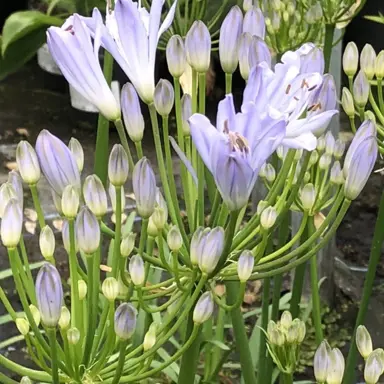 agapanthus-sarah-