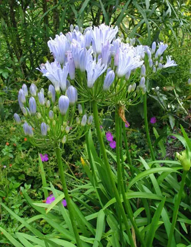 agapanthus-sarah-1