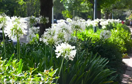 agapanthus-sea-foam--1