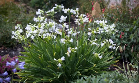 agapanthus-silver-baby--1