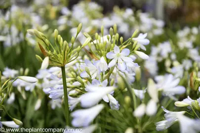 agapanthus-silver-baby-