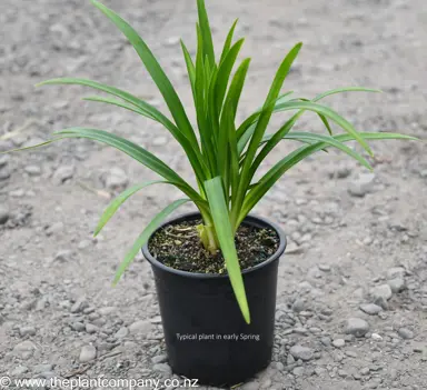 Agapanthus 'Snowball' plant for sale in spring at The Plant Company nursery.