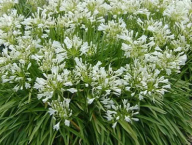 agapanthus-snowstorm-