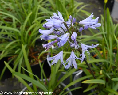 A beautiful blue Agapanthus streamline flower thriving in a garden.
