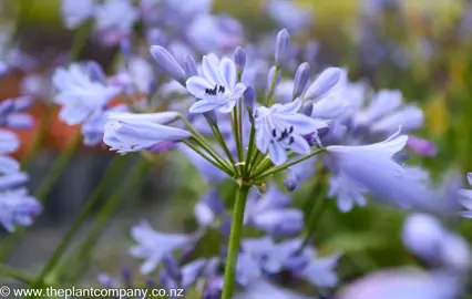 Agapanthus streamline plant in flower.