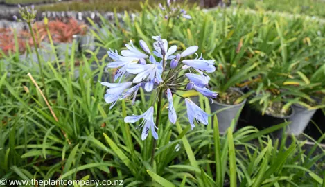 Agapanthus streamline, a vibrant blue flower blossoming in a garden.