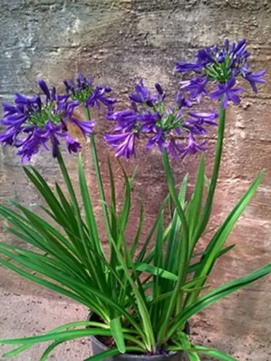 agapanthus-sugar-plum-