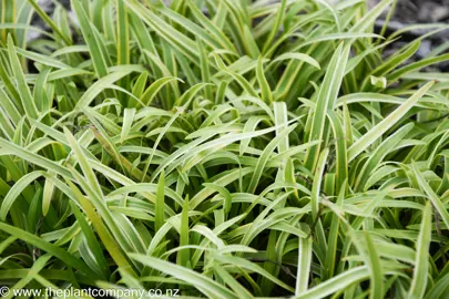 Agapanthus 'Thunderstorm' plants with yellow and green leaves.