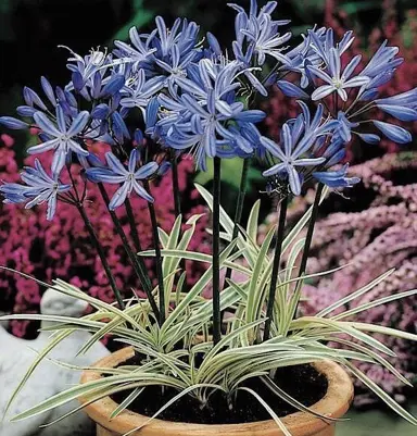 agapanthus-tinkerbell-