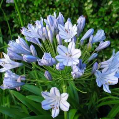 agapanthus-blue-finn-