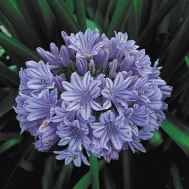 agapanthus-blue-finn-1