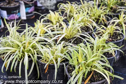 agapanthus-golden-drop-