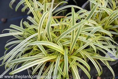 agapanthus-golden-drop-1