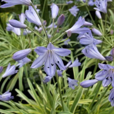 agapanthus-golden-drop-2