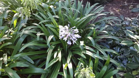 agapanthus-orientalis-1