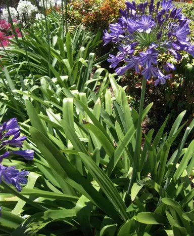 agapanthus-orientalis-6