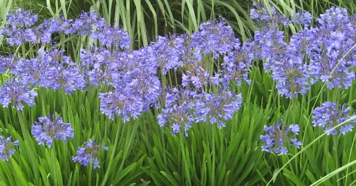 agapanthus-peter-pan-