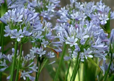 agapanthus-peter-pan-1