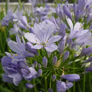 agapanthus-peter-pan-2