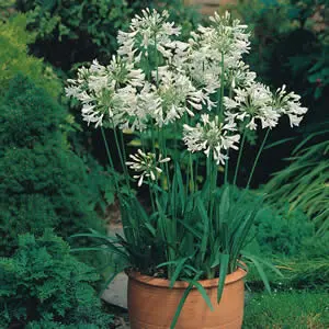 agapanthus-snowball-1