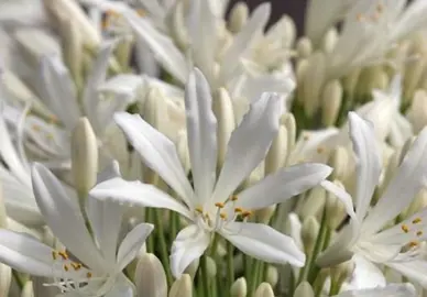 agapanthus-snowball-3