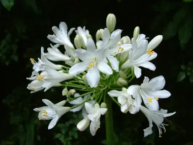 agapanthus-white-ice-1