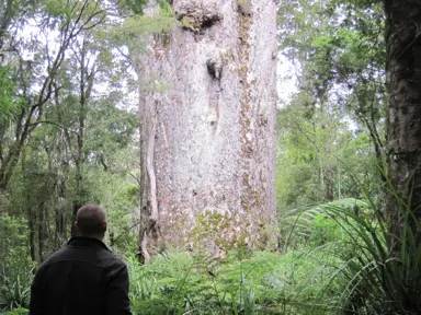 agathis-australis-kauri-4