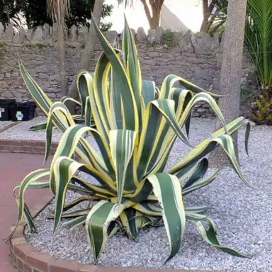 agave-americana-variegata-