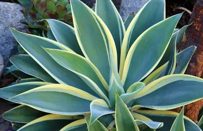 agave-ray-of-light-