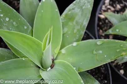 agave-attenuata-