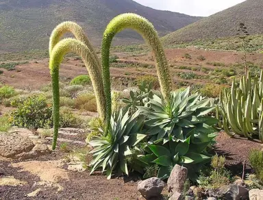 agave-attenuata-1