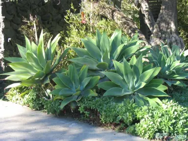 agave-attenuata-2