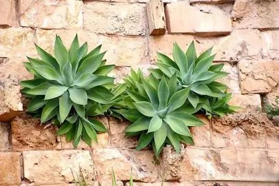 agave-attenuata-4