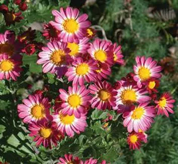 Ajania Pacifica Pink Ice pink flowers.