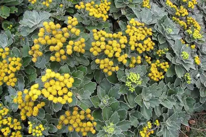 Ajania pacifica Silver and Gold grey foliage and yellow flowers.