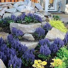 ajuga-blueberry-muffin--1