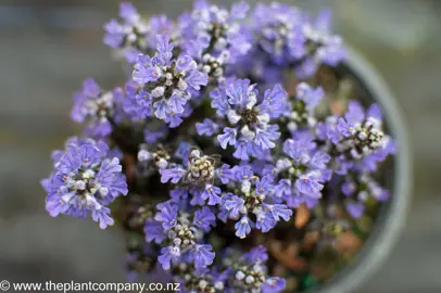 ajuga-blueberry-muffin--2